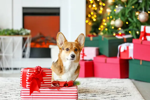 Милий Собака Коргі Різдвяними Подарунками Вдома — стокове фото