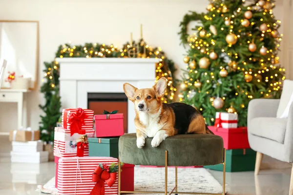 Cute Corgi Dog Christmas Gifts Home — Stock Photo, Image