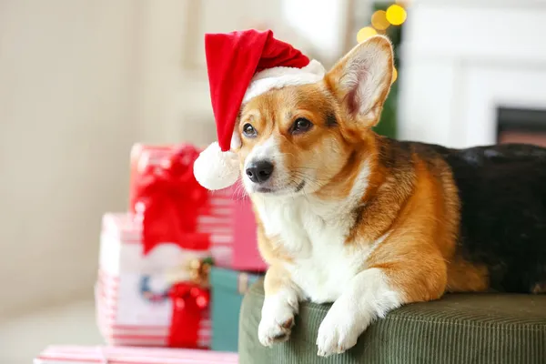 Cute Corgi Dog Santa Hat Home Christmas Eve — Stock Photo, Image