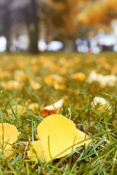 Gelbe Herbstblätter Auf Gras — Stockfoto