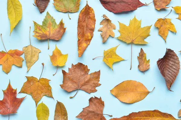 Different Autumn Leaves Color Background — Stock Photo, Image