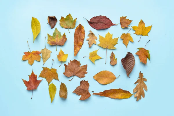 Diferentes Hojas Otoño Sobre Fondo Color — Foto de Stock