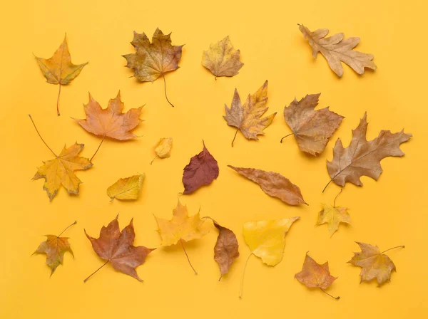 Διαφορετικά Φύλλα Του Φθινοπώρου Στο Φόντο Χρώμα — Φωτογραφία Αρχείου