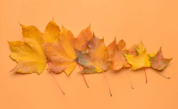 Autunno Acero Foglie Sfondo Colore — Foto Stock