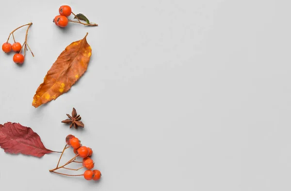 Autumn Composition Leaves Berries Light Background — Stock Photo, Image