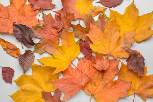 Different Autumn Leaves Light Background — Stock Photo, Image