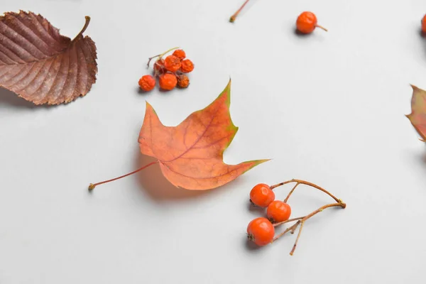 Composición Otoñal Con Hojas Bayas Sobre Fondo Claro — Foto de Stock