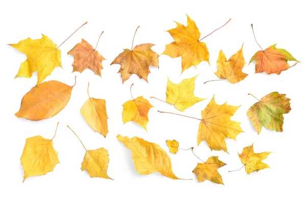 Different Autumn Leaves White Background — Stock Photo, Image