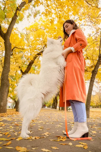 Young Woman Funny Samoyed Dog Lead Autumn Park — Stock Photo, Image