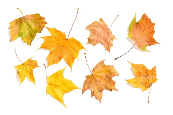 Maple Autumn Leaves White Background — Stock Photo, Image