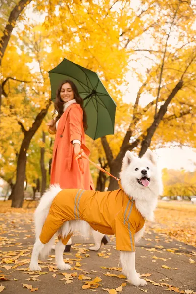 Young Woman Umbrella Samoyed Dog Walking Autumn Park — Stock Photo, Image
