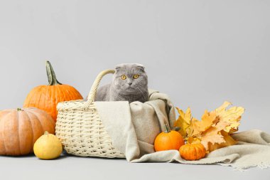 Hasır sepette sevimli bir kedi, sonbahar yaprakları ve arka planda balkabakları. Şükran Günü kutlaması