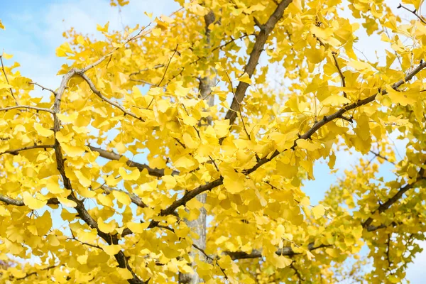 Hermoso Árbol Con Hojas Amarillas Parque Otoño — Foto de Stock