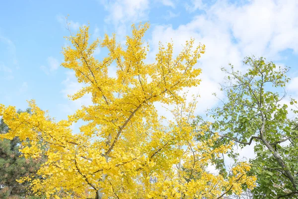 Schöner Baum Mit Gelben Blättern Herbstpark — Stockfoto