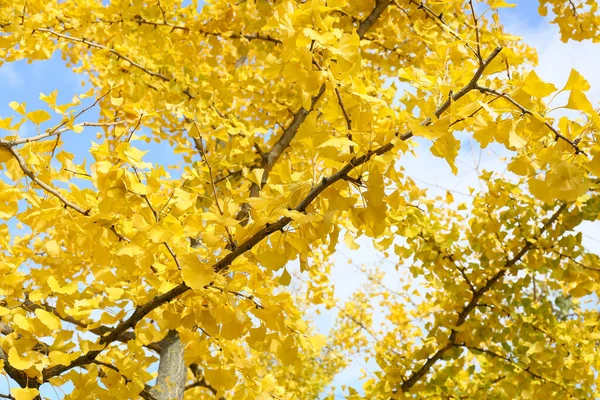 Hermoso Árbol Con Hojas Amarillas Parque Otoño — Foto de Stock