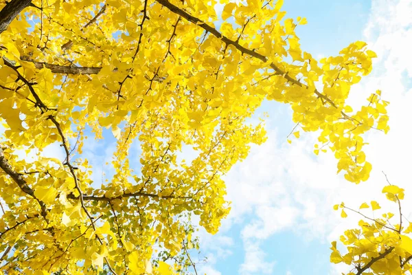 Beautiful Tree Yellow Leaves Autumn Park — Stock Photo, Image