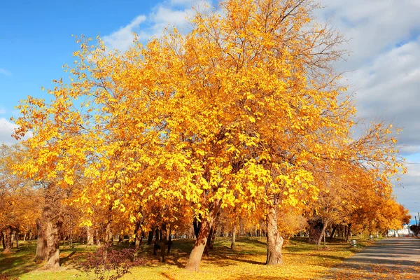 Vackert Träd Med Gula Blad Höstparken — Stockfoto