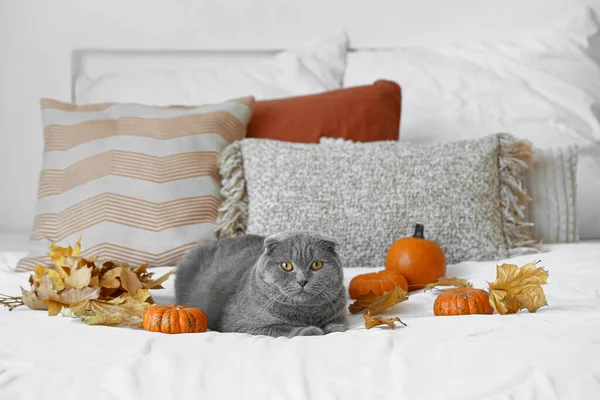 Cute Cat Autumn Leaves Pumpkins Bed Thanksgiving Day Celebration — Stock Photo, Image