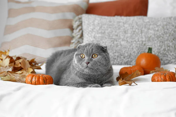 Niedliche Katze Herbstblätter Und Kürbisse Auf Dem Bett Erntedankfest — Stockfoto