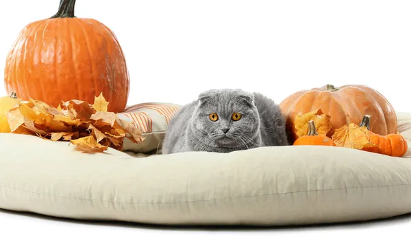 Cute Cat Autumn Leaves Pumpkins Cushion White Background Thanksgiving Day — Stock Photo, Image