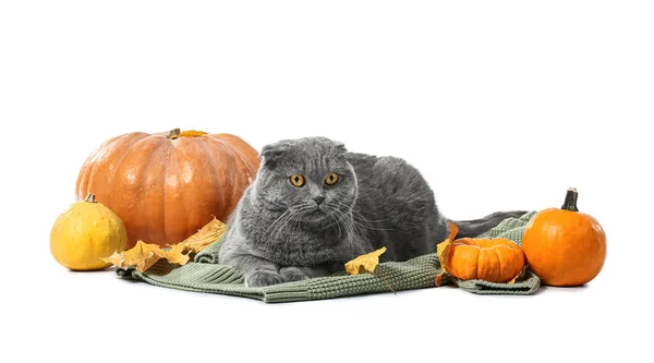 Cute Cat Knitted Sweater Autumn Leaves Pumpkins White Background Thanksgiving — Stock Photo, Image