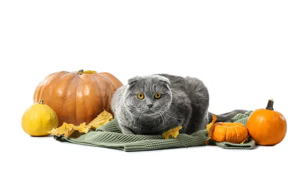 Cute Cat Knitted Sweater Autumn Leaves Pumpkins White Background Thanksgiving — Stock Photo, Image