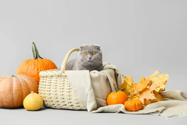 Cute Cat Wicker Basket Autumn Leaves Pumpkins Light Background Thanksgiving — Stock Photo, Image