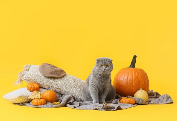 Cute Cat Plaid Cushions Pumpkins Color Background Thanksgiving Day Celebration — Stock Photo, Image