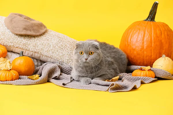 Cute Cat Plaid Cushions Pumpkins Color Background Thanksgiving Day Celebration — Stock Photo, Image