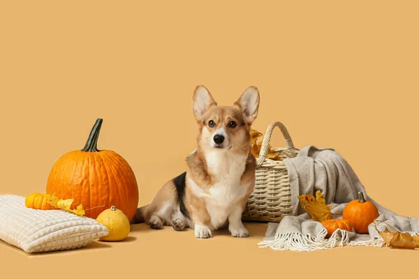 Lindo Perro Canasta Mimbre Hojas Otoño Calabazas Fondo Color Celebración — Foto de Stock