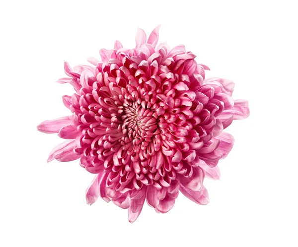 Belle Fleur Chrysanthème Rose Sur Fond Blanc — Photo