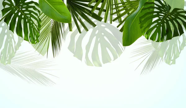 许多不同的热带树叶在白色的背景上 有文字的空间 — 图库照片