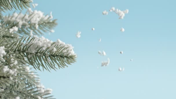 Mooie Dennenboom Vallende Sneeuw Kleur Achtergrond Close — Stockvideo