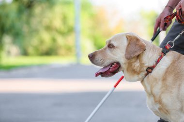 Şehirdeki rehber köpekli kör yaşlı adam.