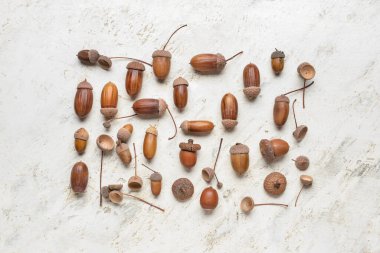 Açık arkaplanda meşe palamudundan yapılmış kare