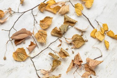 Hafif arkaplanda Linden sonbahar yaprakları