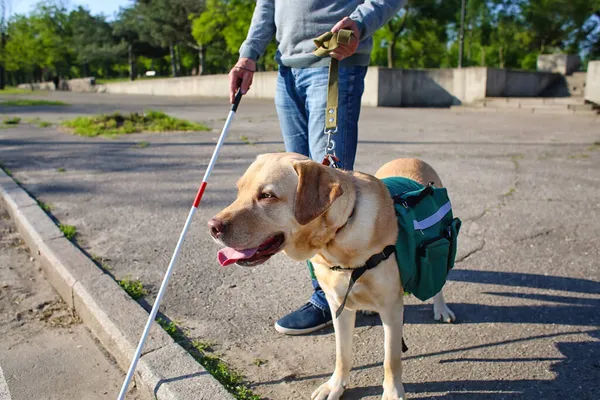 Blind Senior Man Med Guide Hund Korsning Väg Staden — Stockfoto