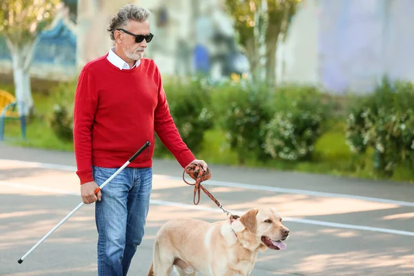 Hombre Mayor Ciego Con Perro Guía Paseando Aire Libre — Foto de Stock