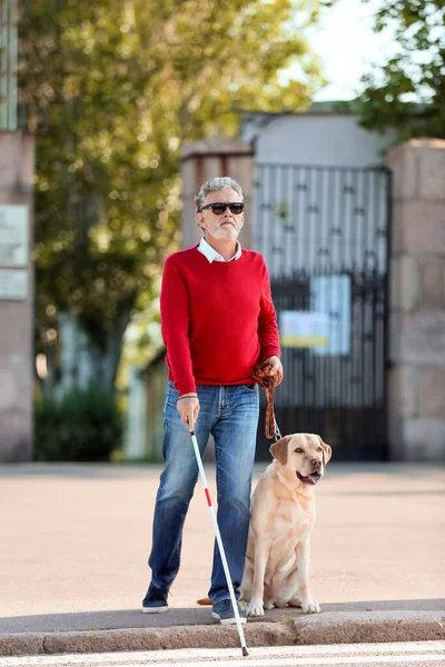城市中带导盲犬过马路的盲人老人 — 图库照片