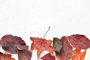 Açık arkaplanda farklı sonbahar yaprakları