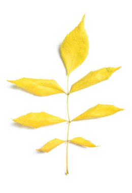 Beyaz arkaplanda kül güz yaprakları