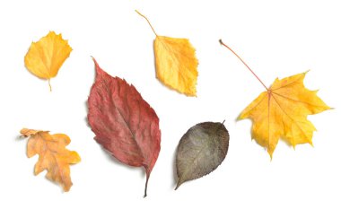 Beyaz arka plan üzerinde farklı sonbahar yaprakları