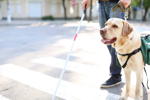 Blind man with guide dog crossing road in city