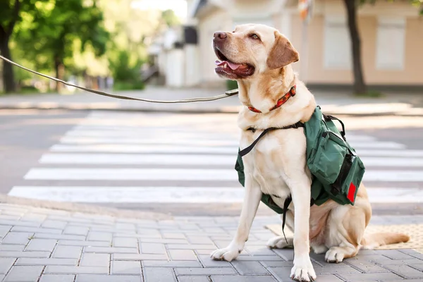 Cute Guide Dog City Street — Stock Photo, Image