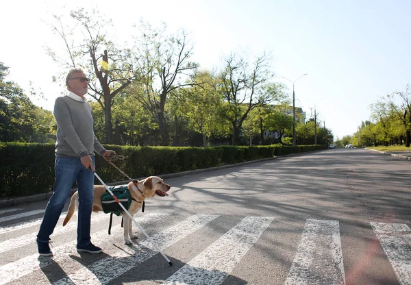 Blind senior man with guide dog crossing road in city