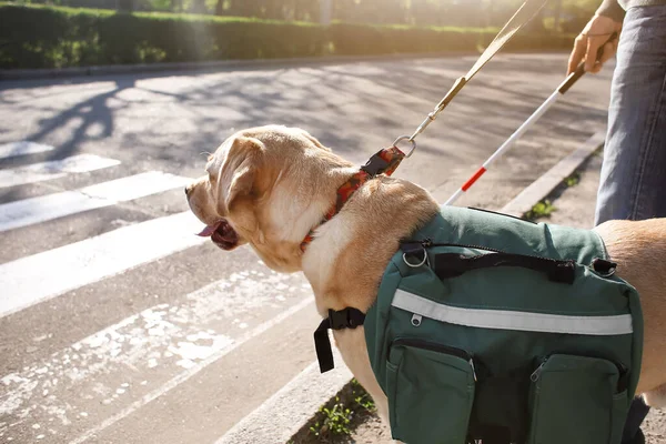Слепой Человек Собакой Поводырем Переходящей Дорогу Городе — стоковое фото