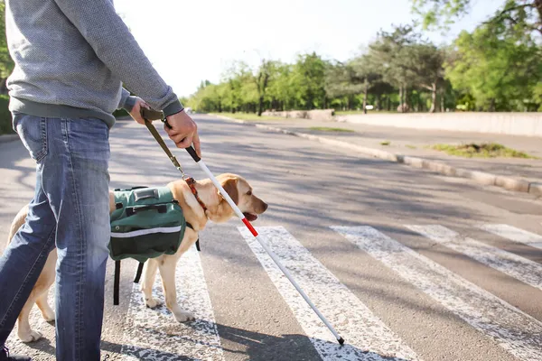 Şehirdeki rehber köpekli kör yaşlı adam.
