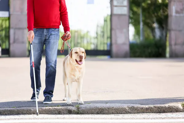 Blind Senior Man Guide Dog Crossing Road City — Stock Photo, Image