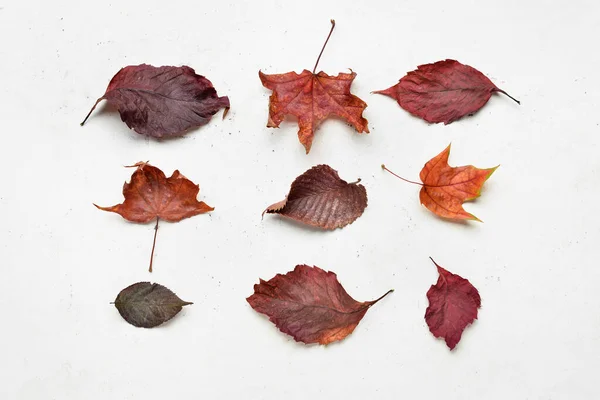 Different Autumn Leaves Light Background — Stock Photo, Image