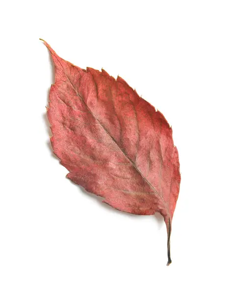 Hornbeam Autumn Leaf White Background — Stock Photo, Image